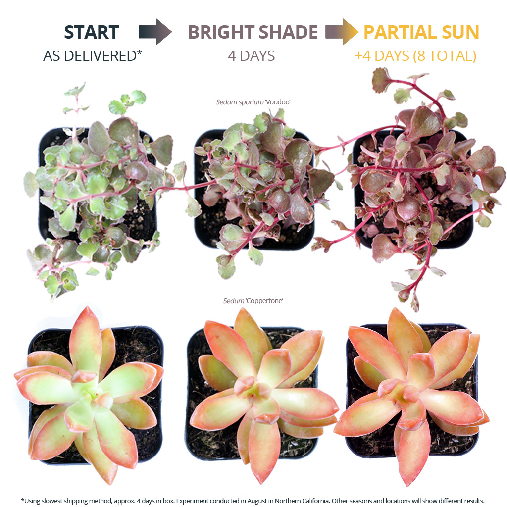 Emily St Clair: How To Get My Succulents To Flower - Succulent Flower ...