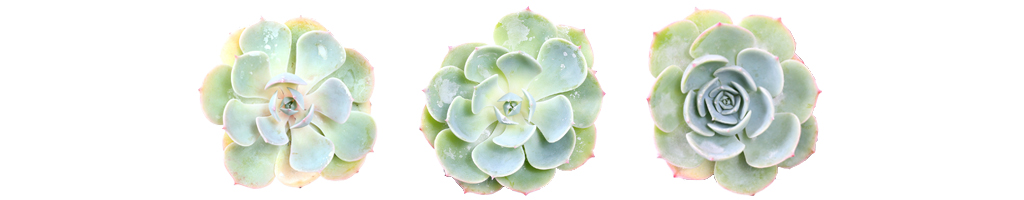 Echeveria imbricata 'Blue Rose'