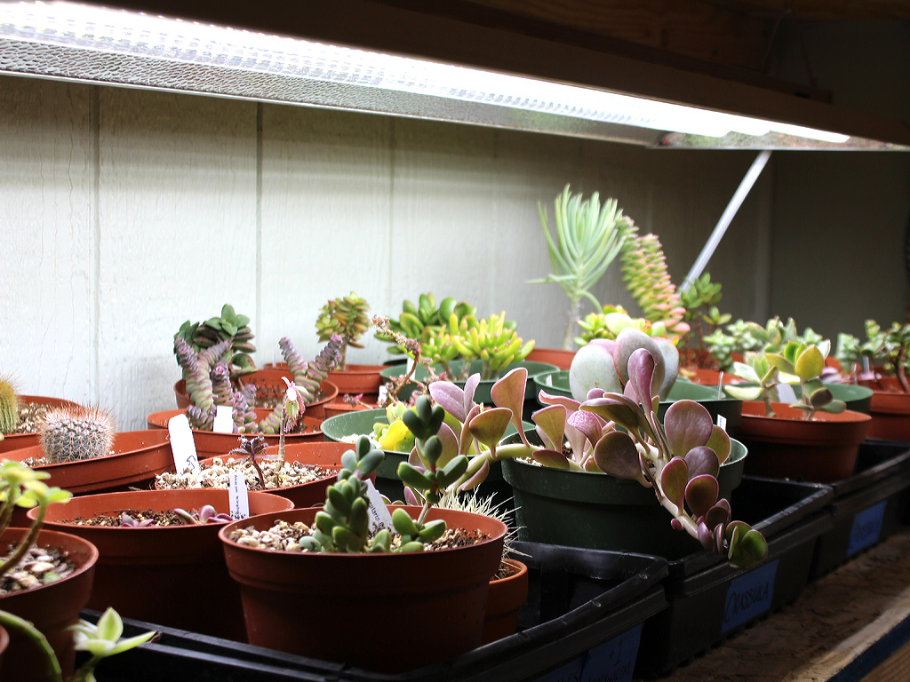 Using grow lights store for succulents