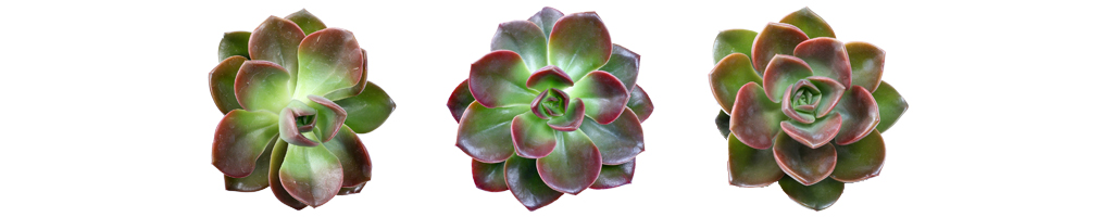 Echeveria 'Melaco'