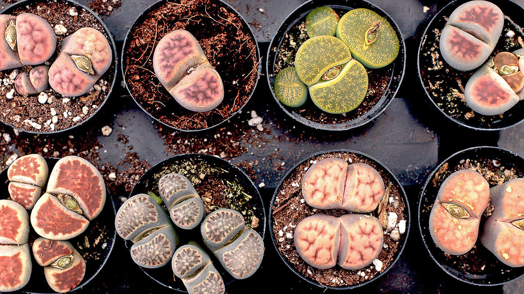 Assorted Lithops