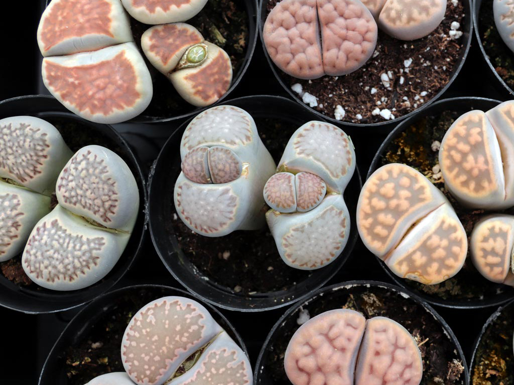 The variety of Lithops colors