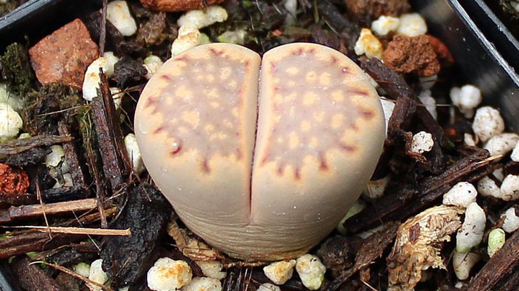 Close-up of Lithops