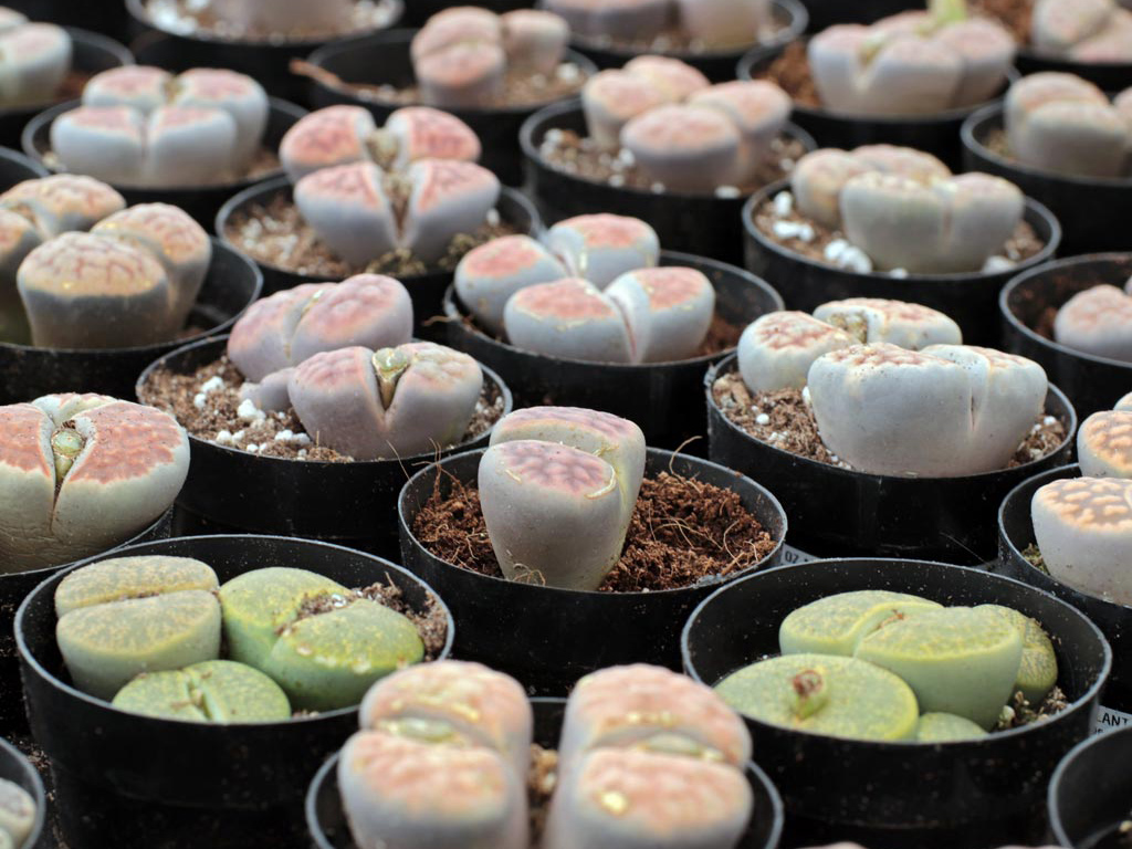 Where to Buy Lithops