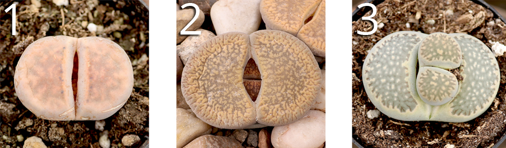 Sequence of Lithops Splitting