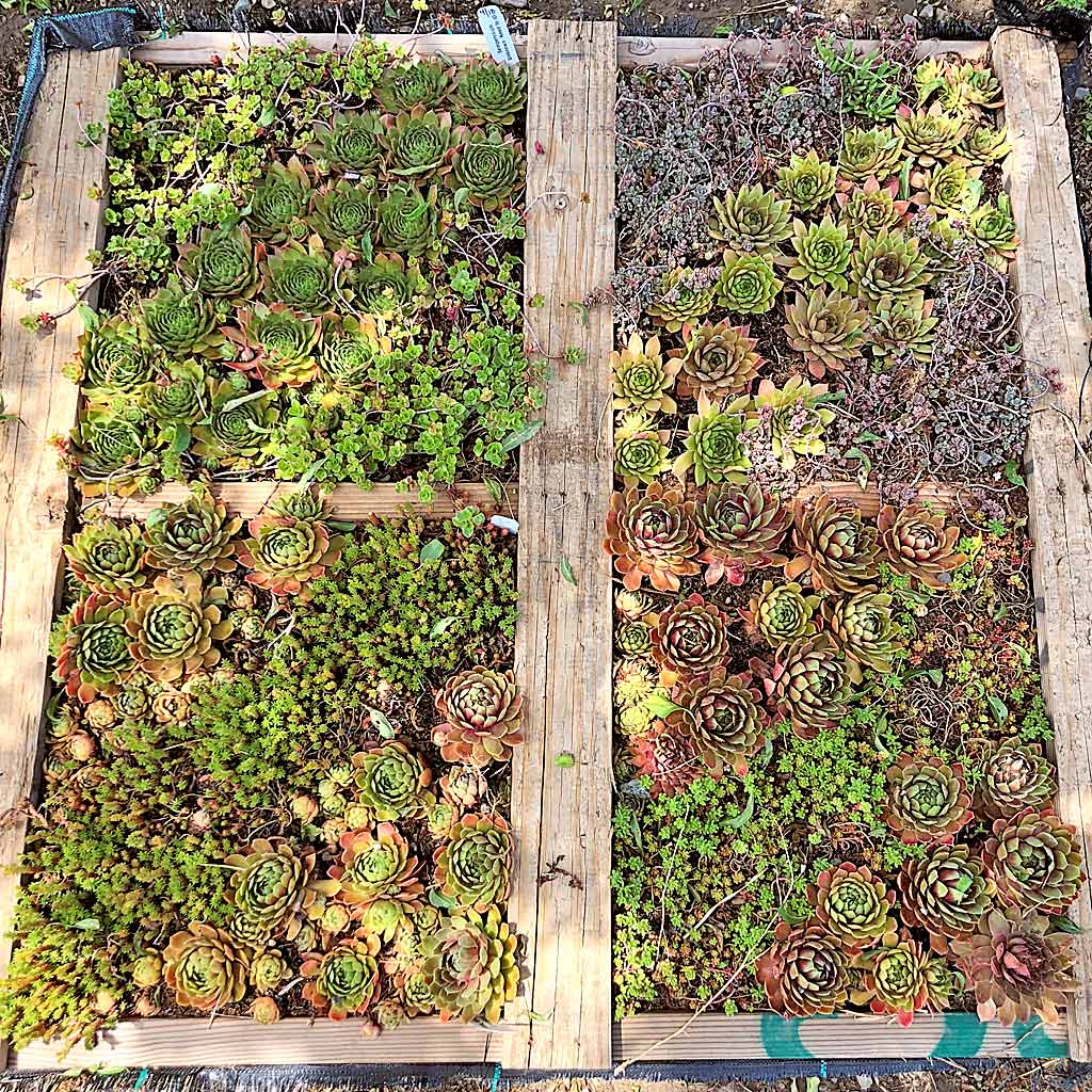 DIY succulent pallet planter