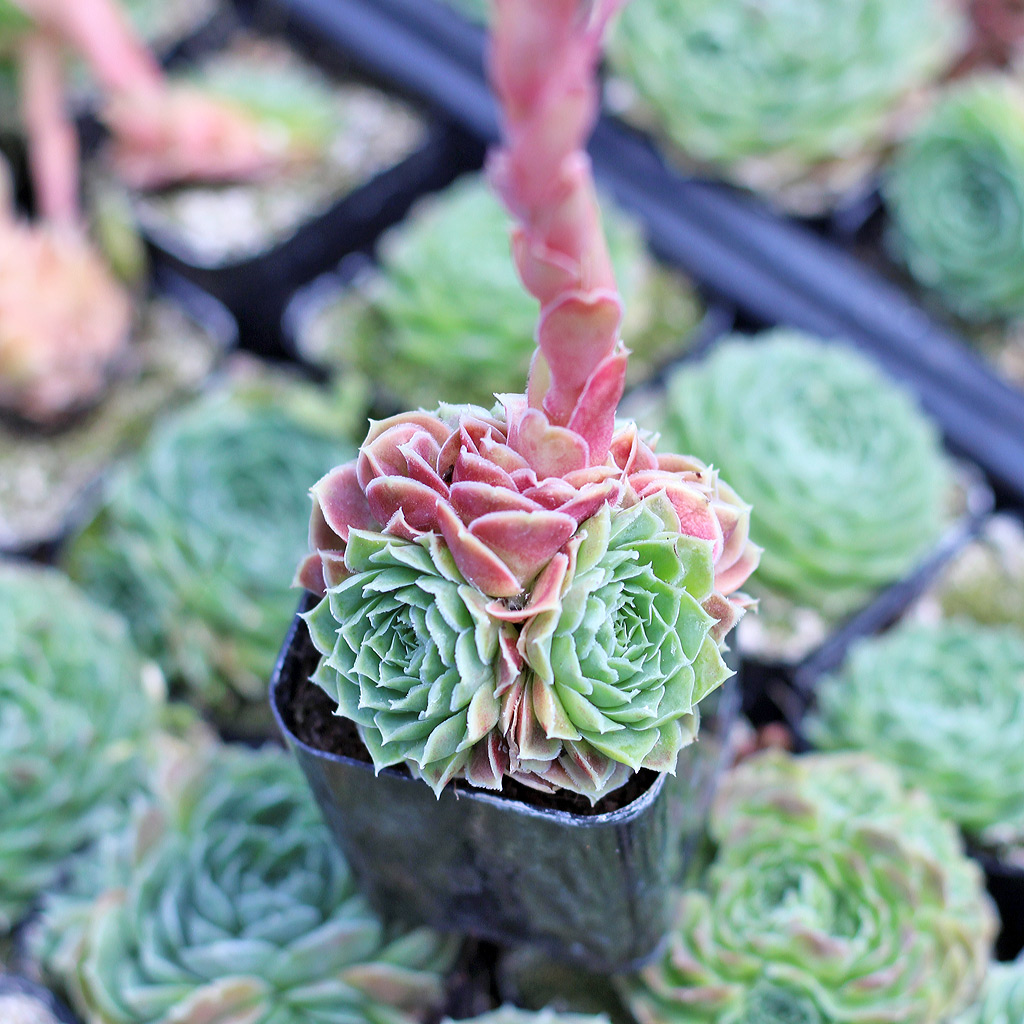 Blooming Clump in Sempervivum heuffelii 'Minutum'