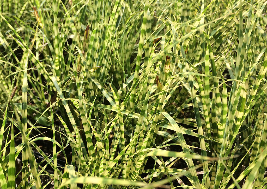 Miscanthus sinensis 'Gold Bar'