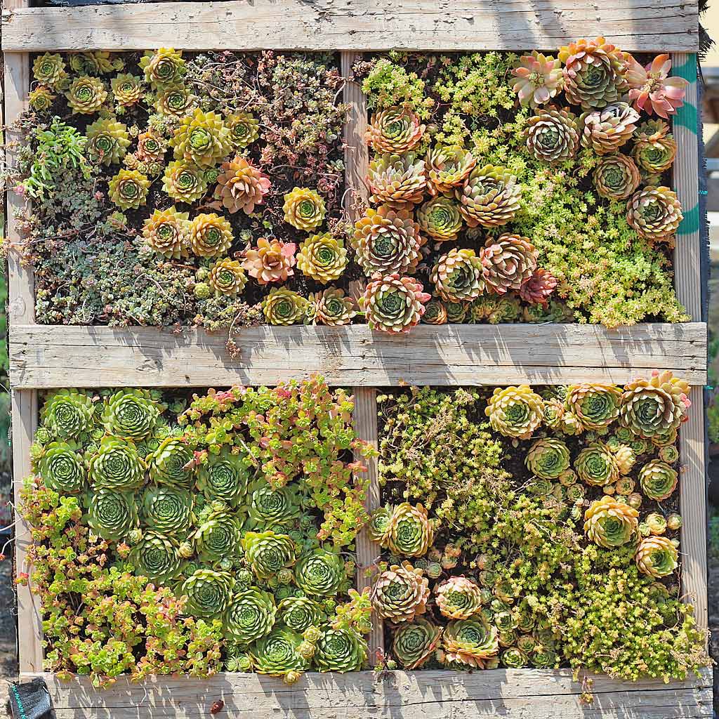 DIY Succulent Pallet Planter in July