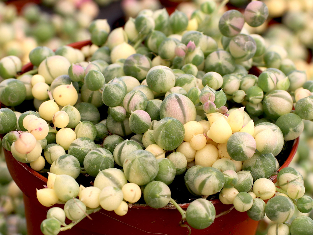 Variegated String of Pearls for sale