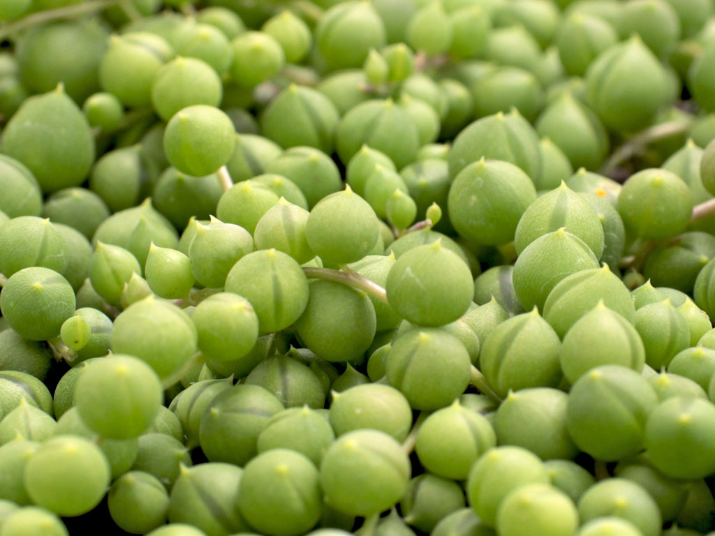 Senecio rowleyanus String of Pearls Leaf Windows