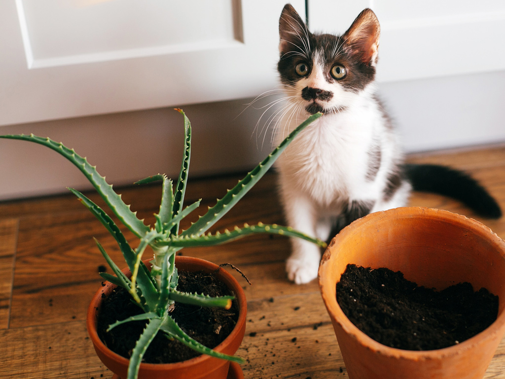 Succulents for Cats & Dogs Safe or Toxic Mountain Crest Gardens