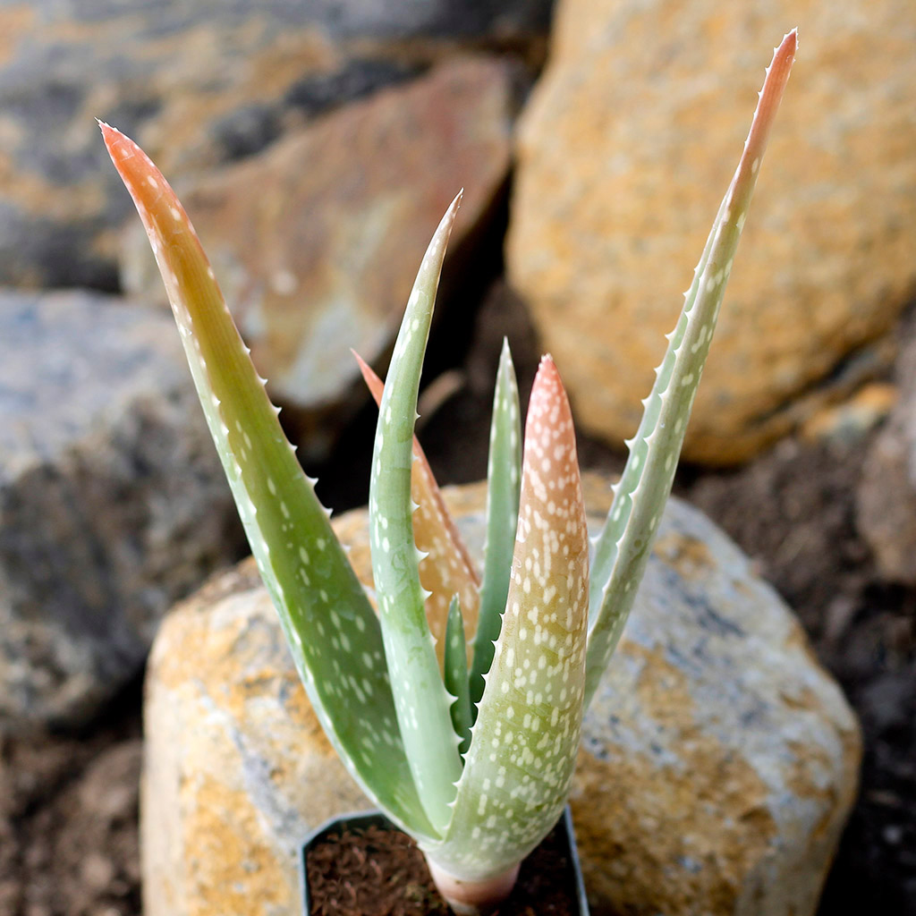 Pets and Your Succulents What You Should Know Mountain Crest Gardens