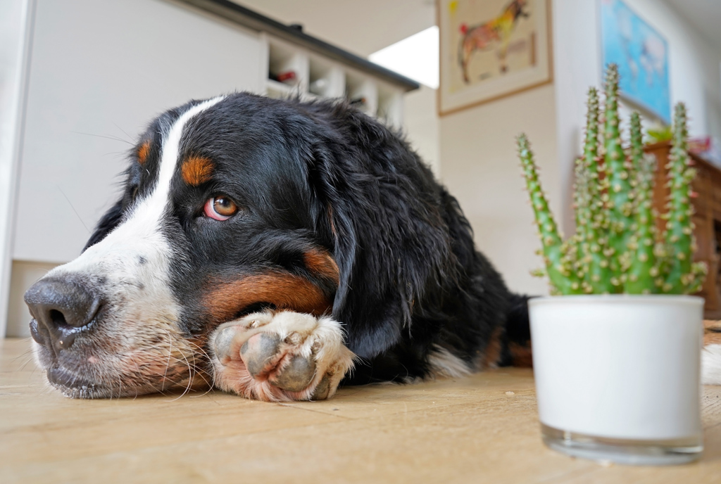 dog ate aloe plant