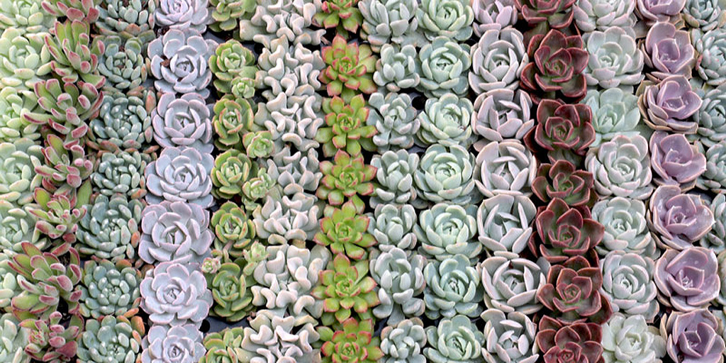 Pet Safe Echeveria