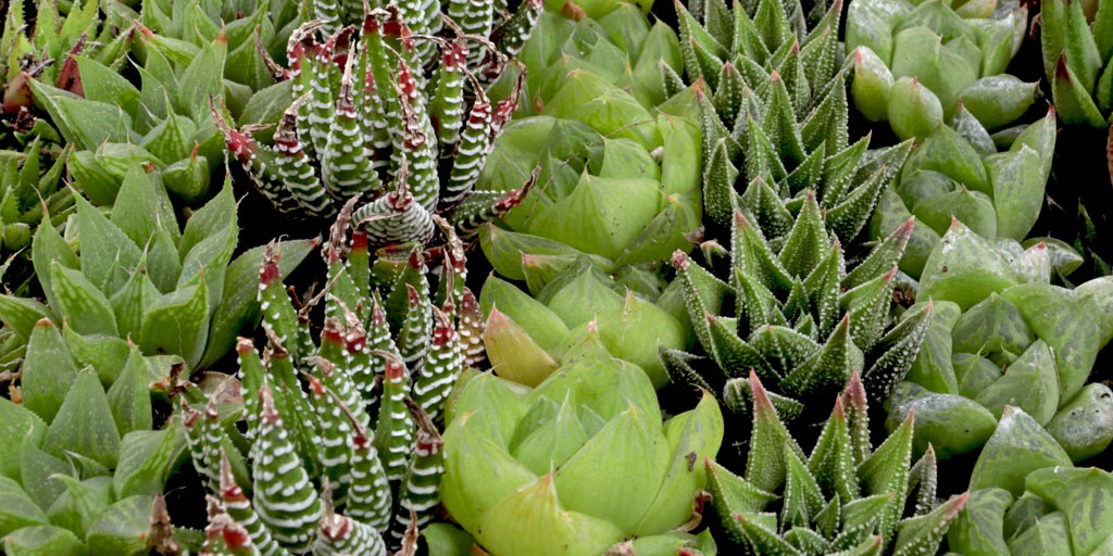 Pet Safe Haworthia