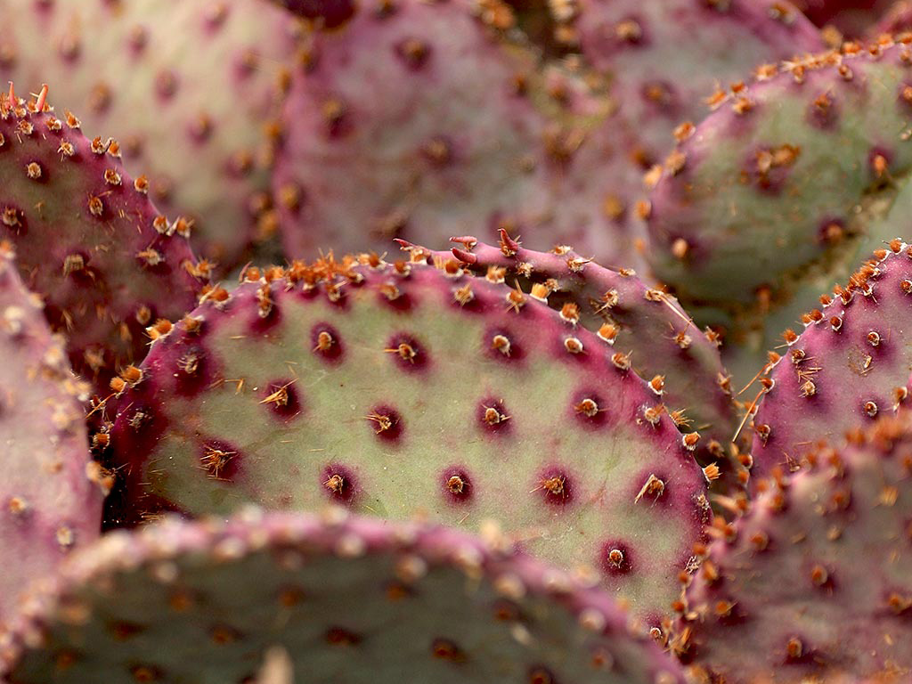 what cactus are poisonous to dogs