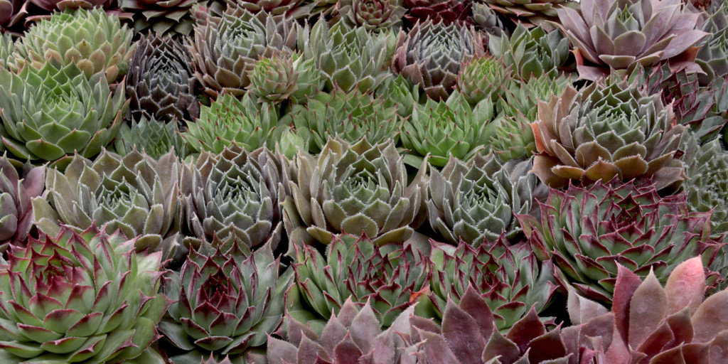 Pet Safe Sempervivum (Hens & Chicks)