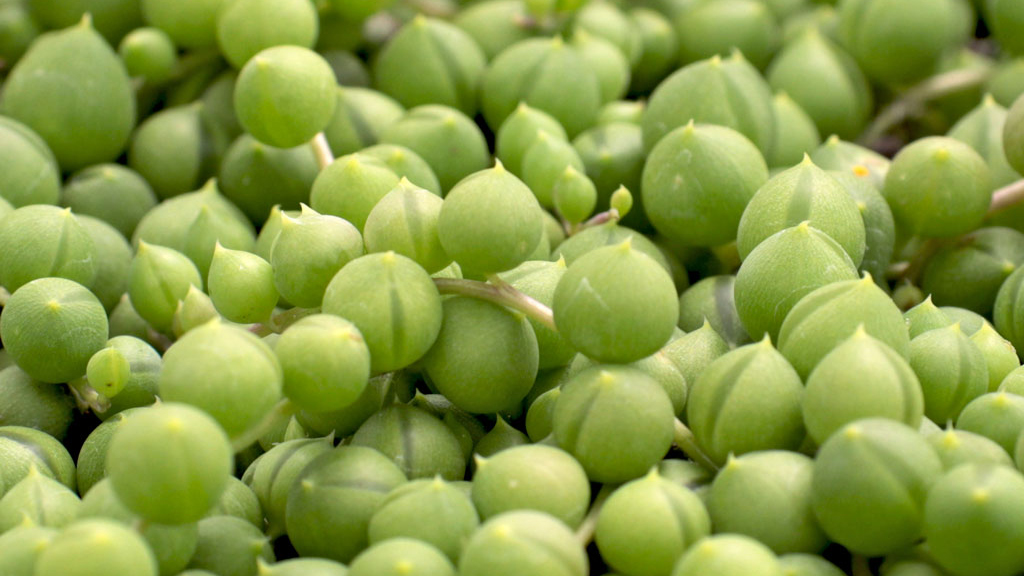 Senecio rowleyanus - String of Pearls