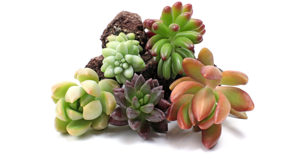 Pet Safe Tender Sedum