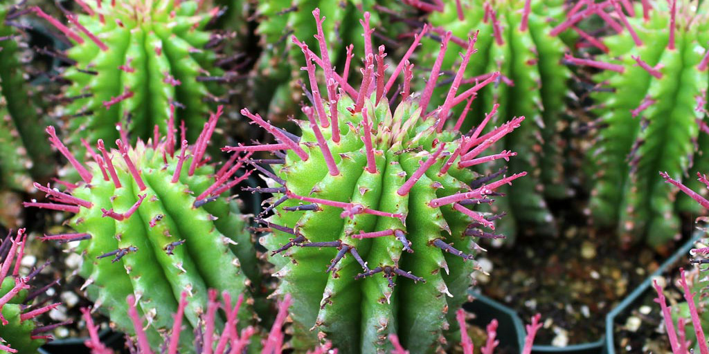 Dog ate best sale cactus plant