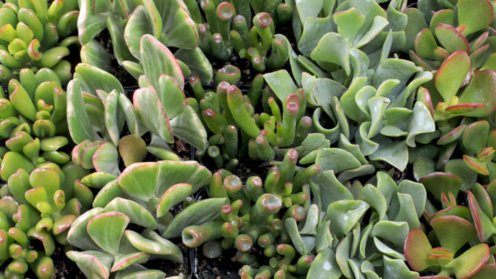 Are succulents best sale harmful to dogs