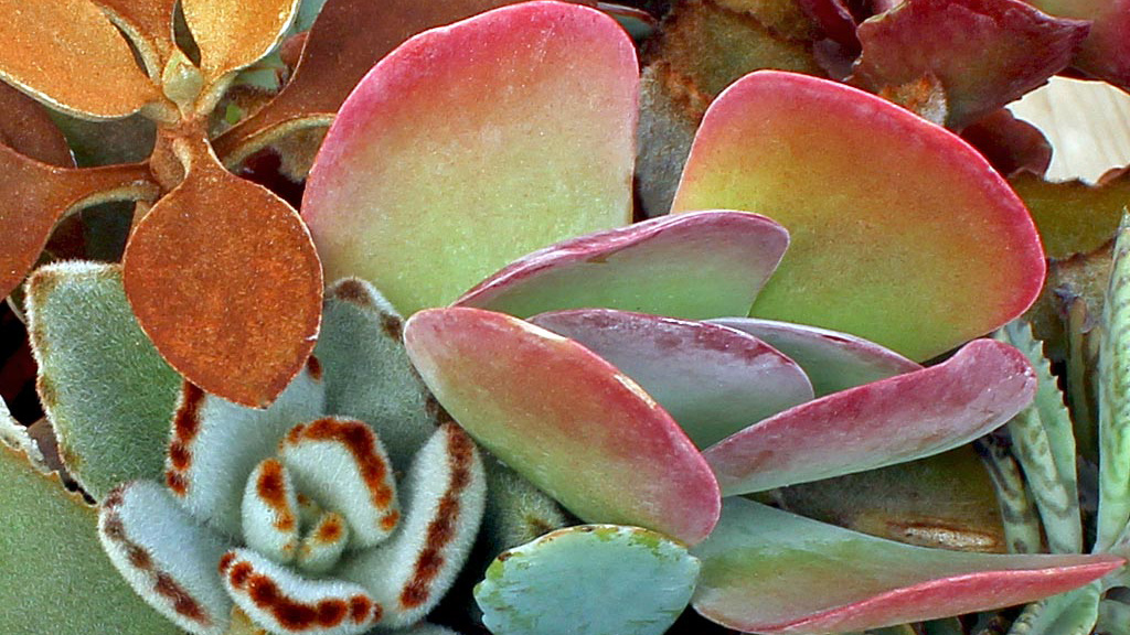 Kalanchoe toxic to store dogs