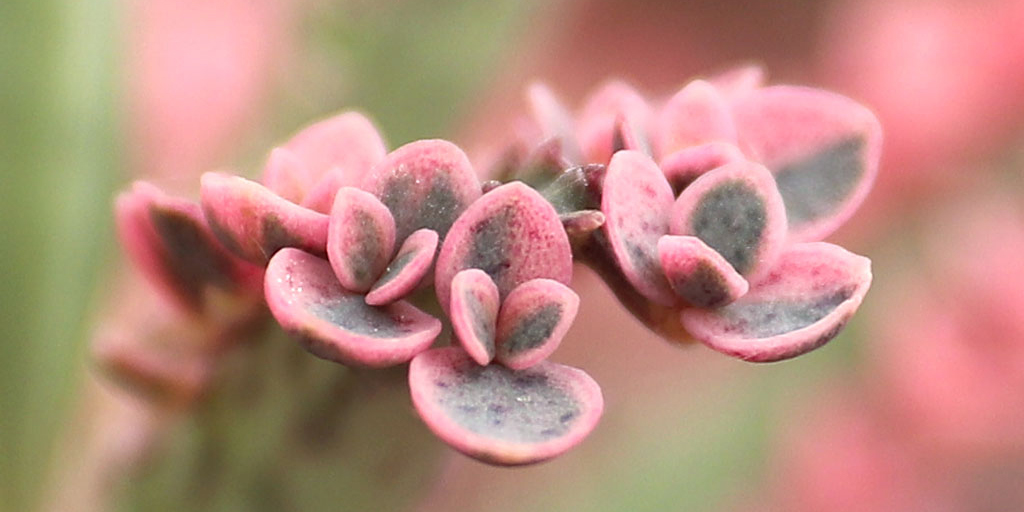 Kalanchoe 'Pink Butterflies' for sale