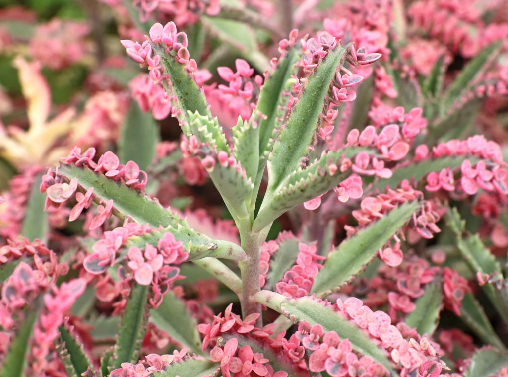 Kalanchoe Pink Butterflies or Pink Mother of Thousand Kalanchoe Butterfly in 3 inch pot 