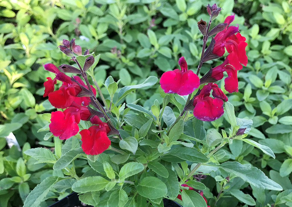 Salvia greggii Mirage™ 'Cherry Red'