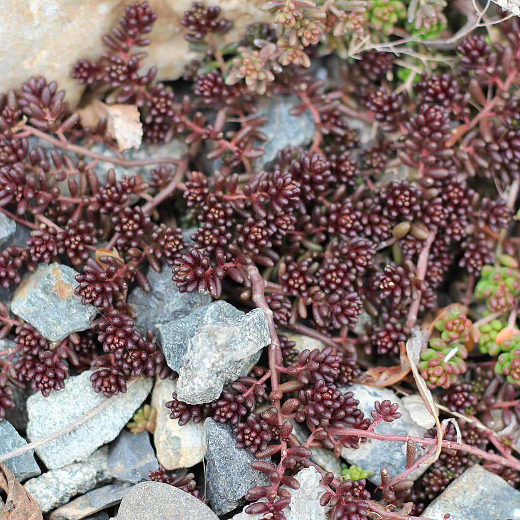 Sedum album 'Black Pearl'