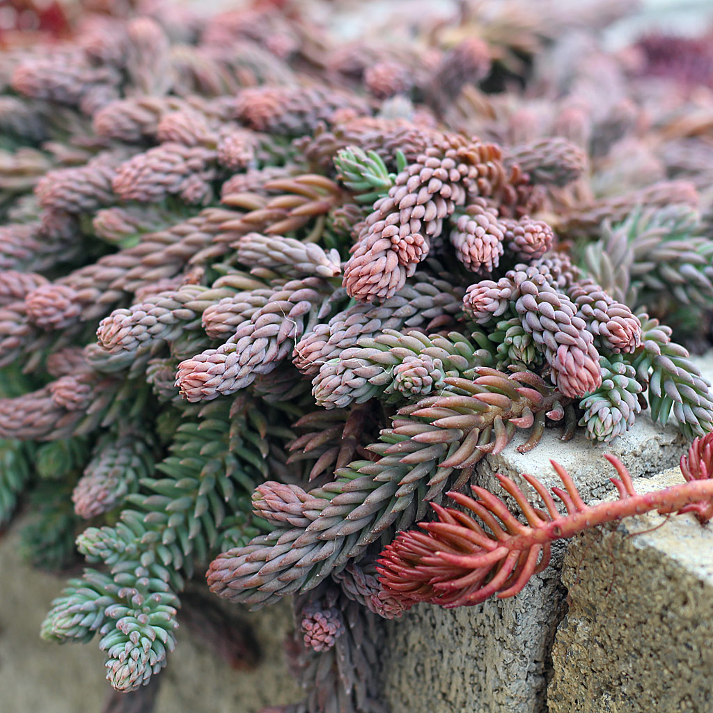 Sedum reflexum 'Blue Spruce'