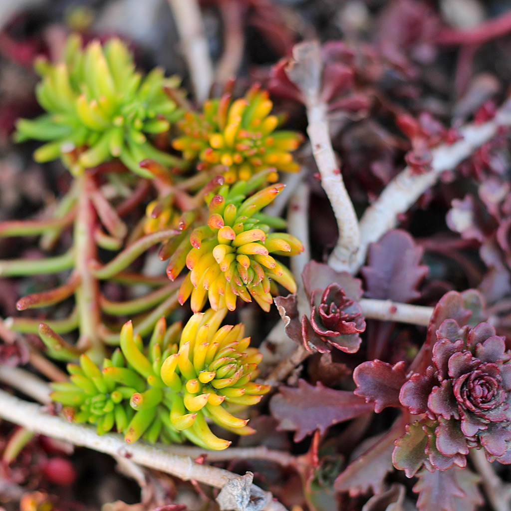 Sedum relfexum 'Angelina'