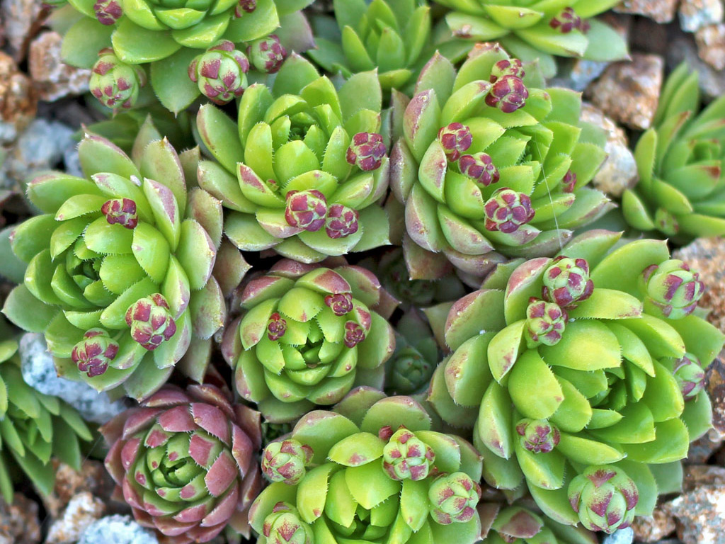 Succulents from Seed - Mountain Crest