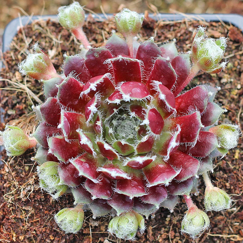 Growing Succulents from Seed - Mountain Crest Gardens