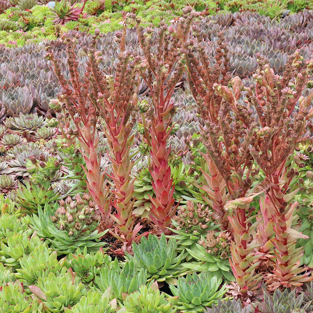 Sempervivum