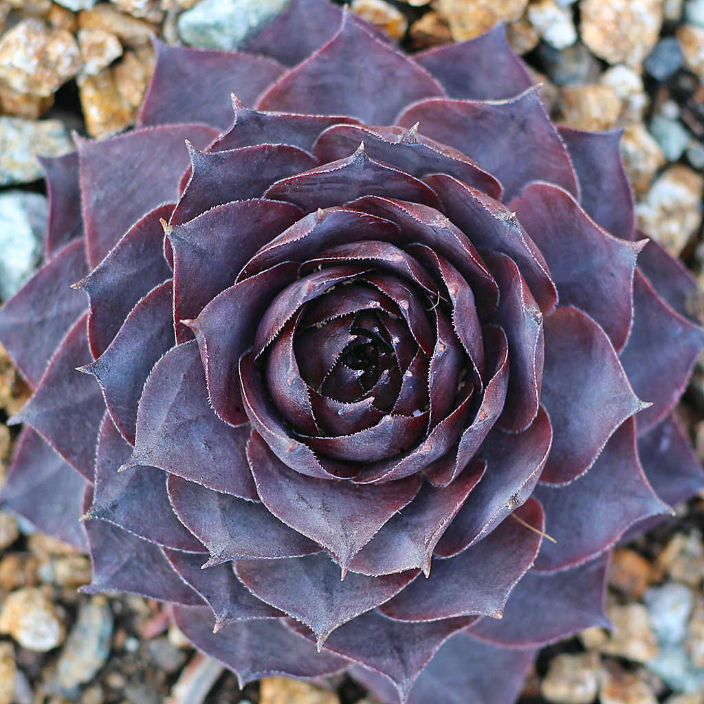 Sempervivum 'Grammens'