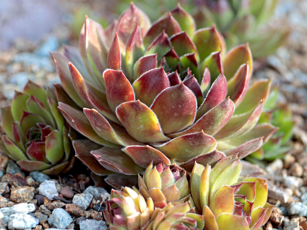 Succulent Terrarium Planter Kit, DIY Set with Soil, Pumice, Horticultural  Charcoal, Sphagnum Moss, Red Lava Rock