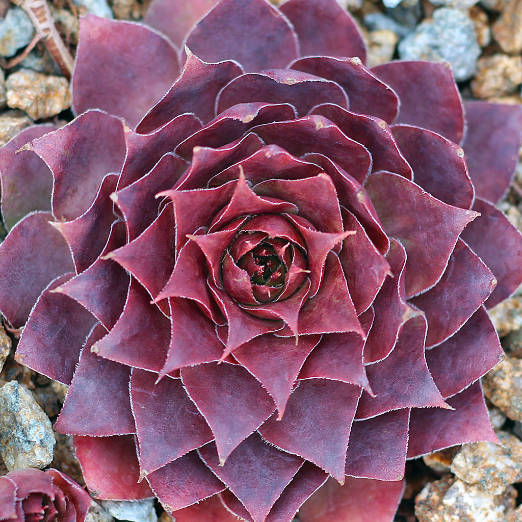 Sempervivum 'Somerwise'