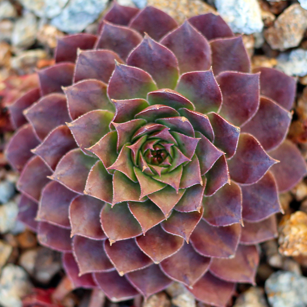 Sempervivum 'Stuffed Olive'