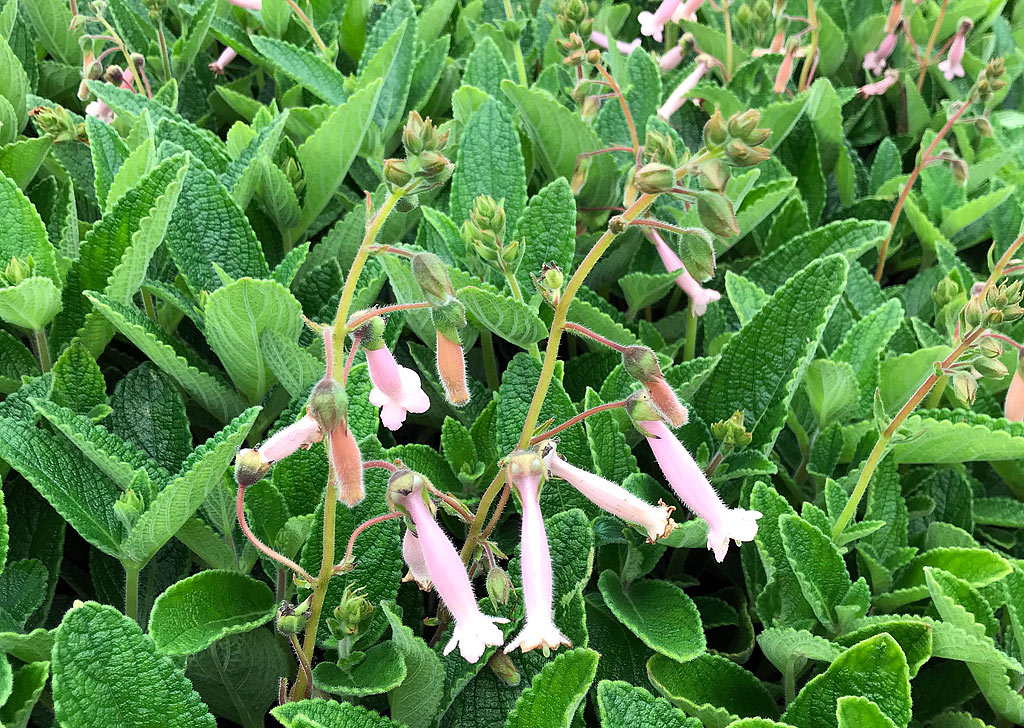 Sinningia 'Invasion Force' – Hardy Pink Gloxinia