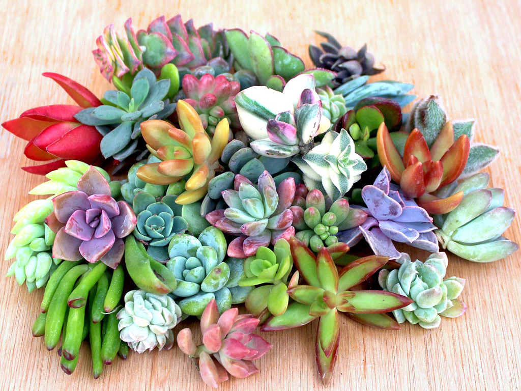 How to Grow Plants from Succulent Seeds