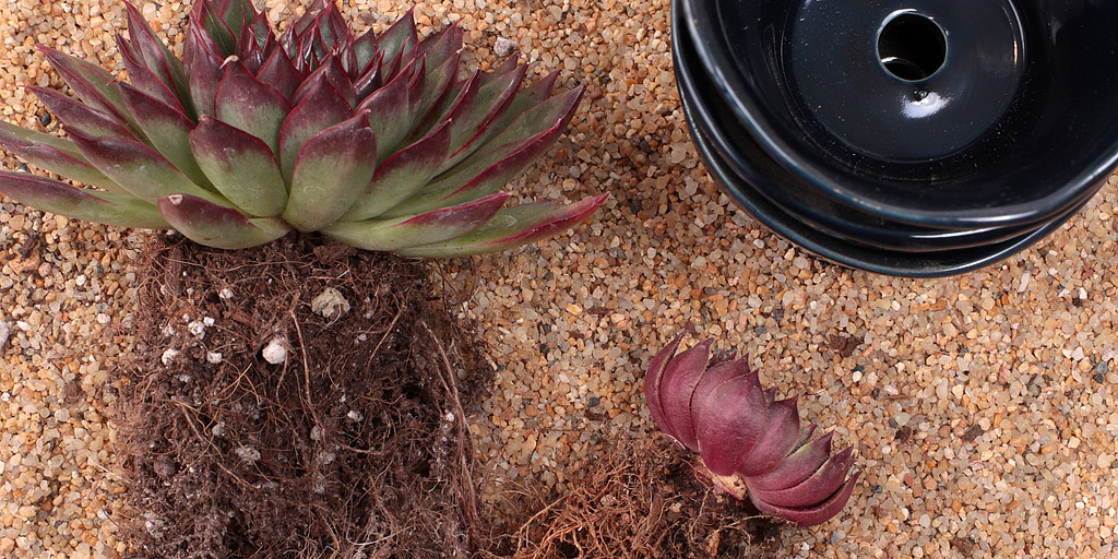 Aloe brevifolia growing from rock