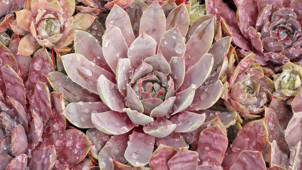 Succulent Rock Garden Soil Berm