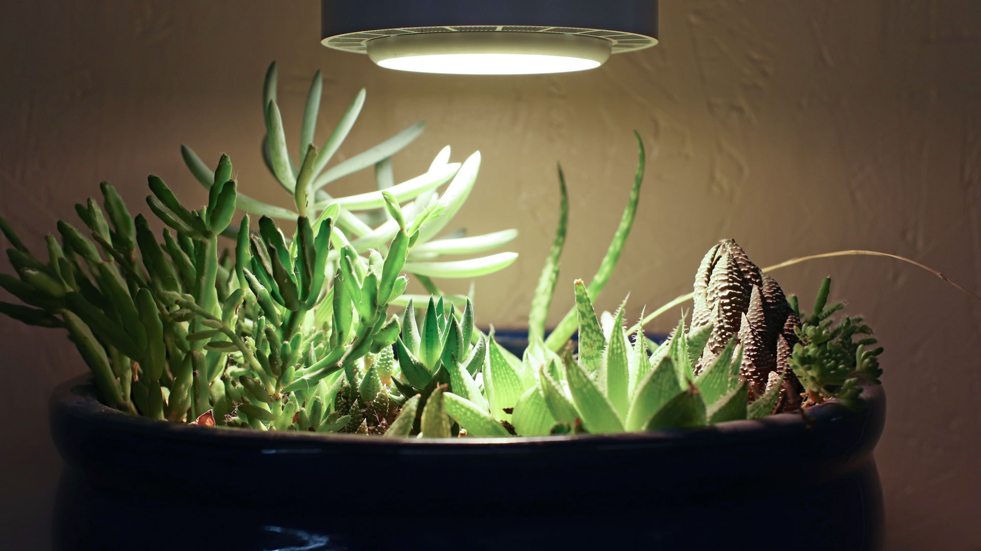 Indoor Succulents Under LED Grow Light