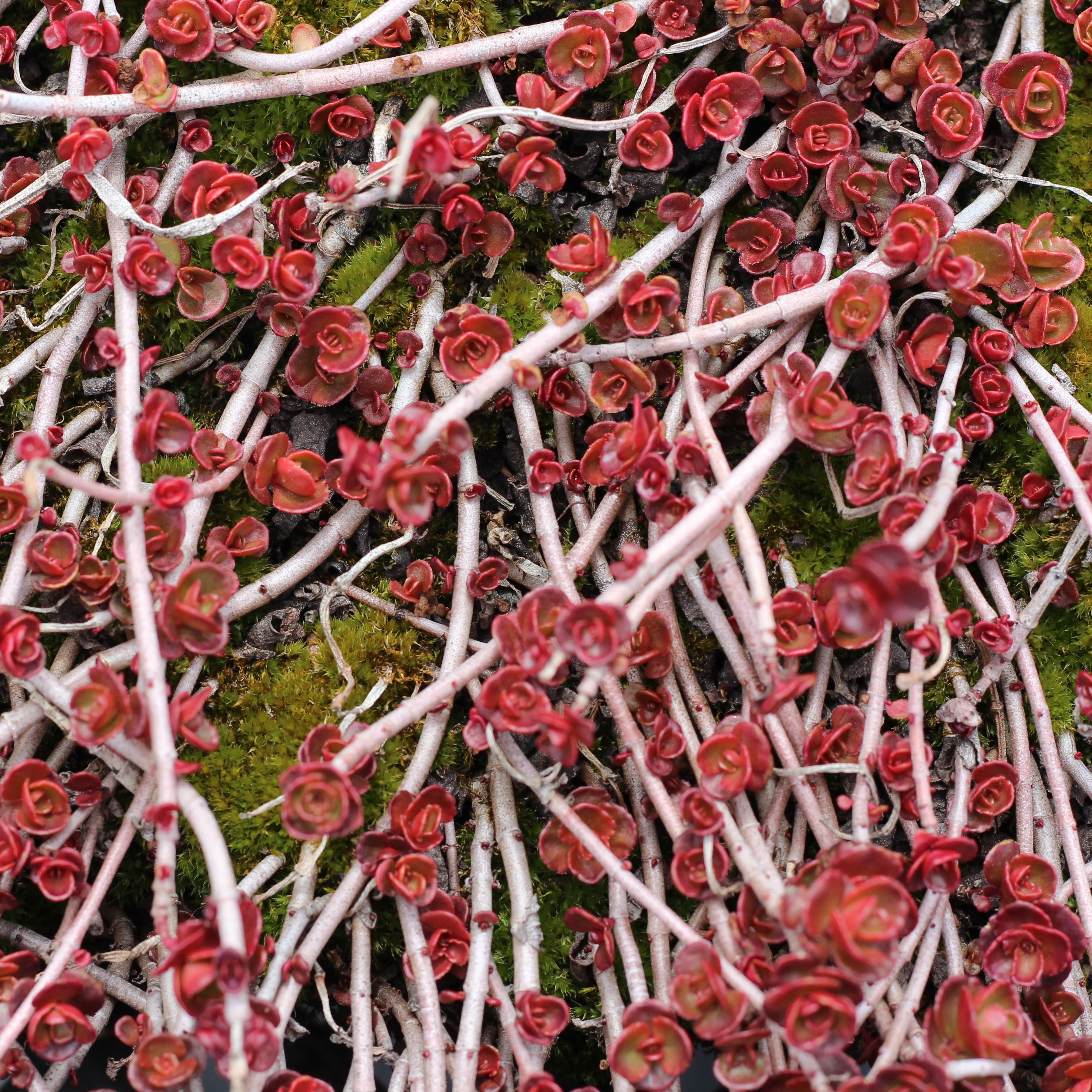 How Winter Cold Affects Your Hardy Succulents Mountain Crest Gardens