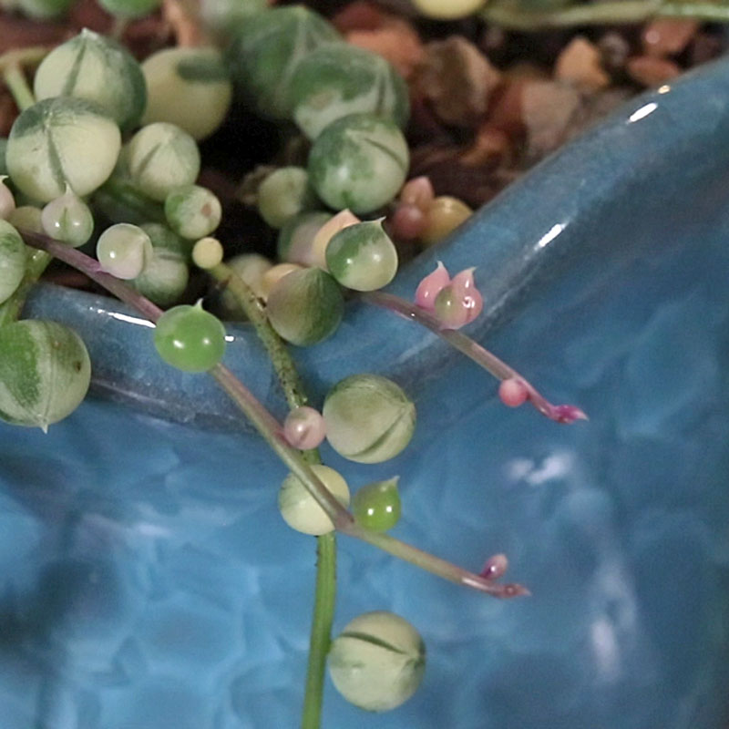 Stress colors in String of Pearls