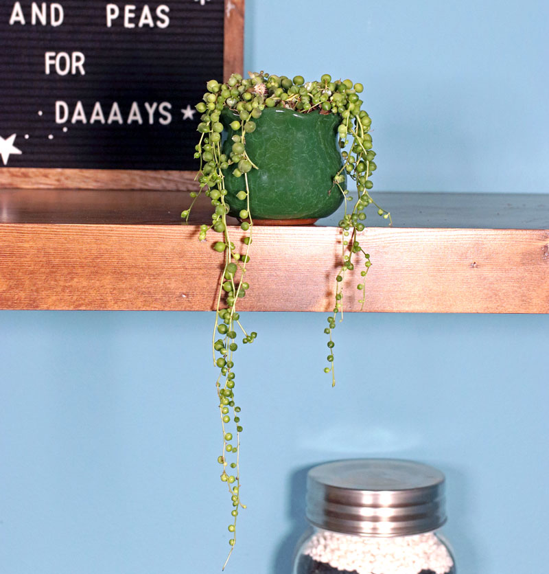 Trailing String of Pearls