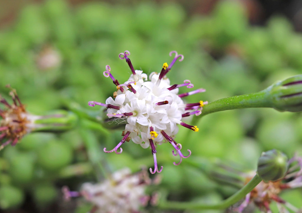 String of shop pearls flower