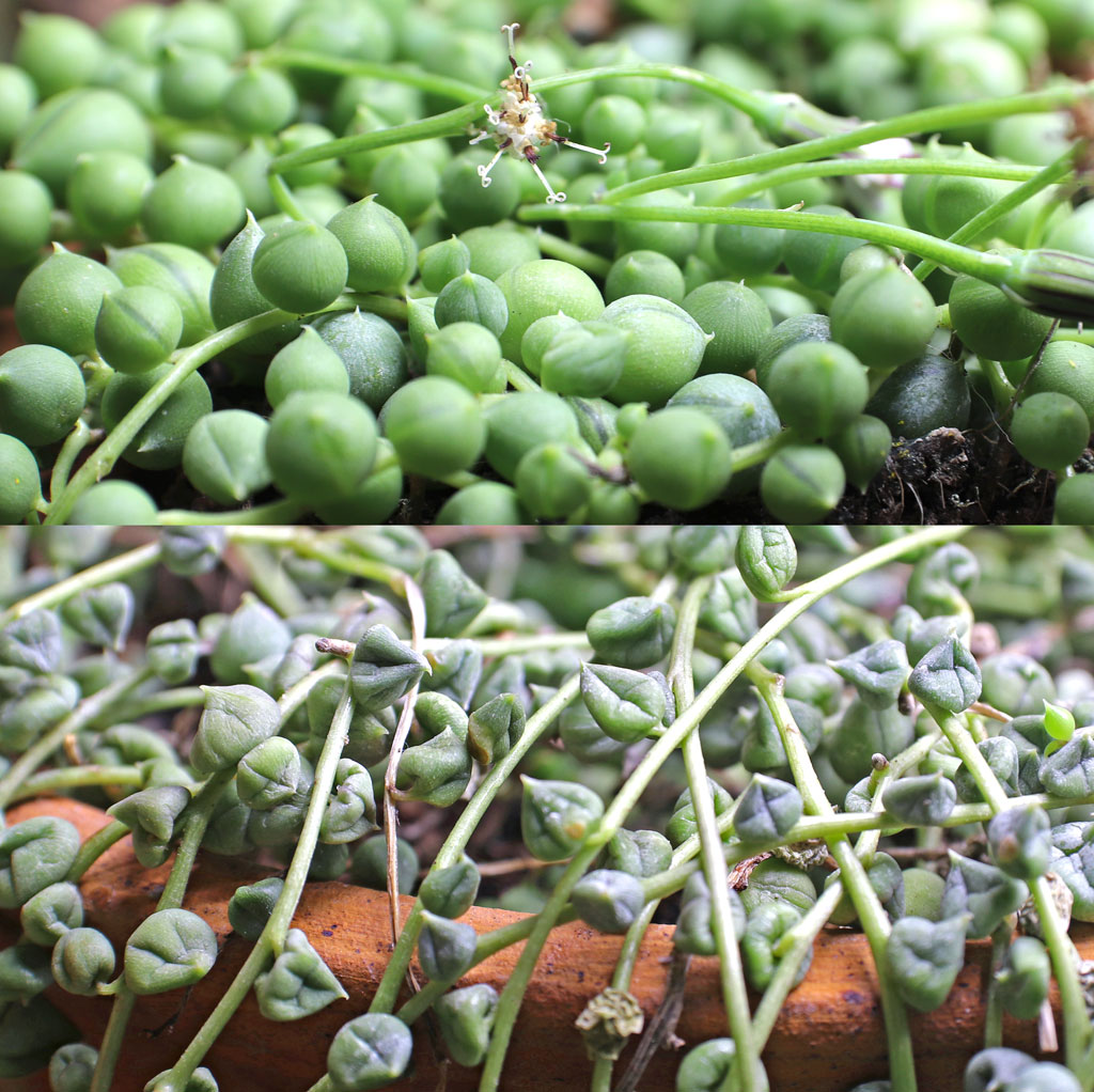 Watered vs. Dry String of Pearls